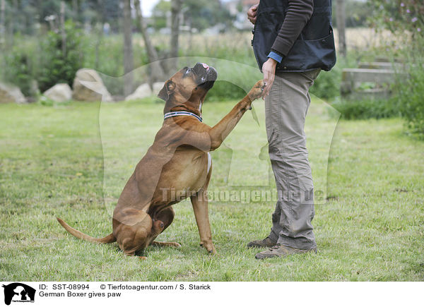 Deutscher Boxer gibt Pftchen / German Boxer gives paw / SST-08994