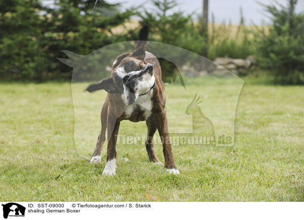 Deutscher Boxer schttelt sich / shaling German Boxer / SST-09000