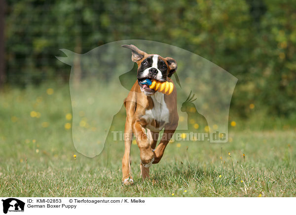 Deutscher Boxer Welpe / German Boxer Puppy / KMI-02853