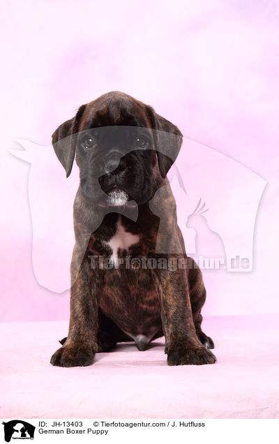 Deutscher Boxer Welpe / German Boxer Puppy / JH-13403