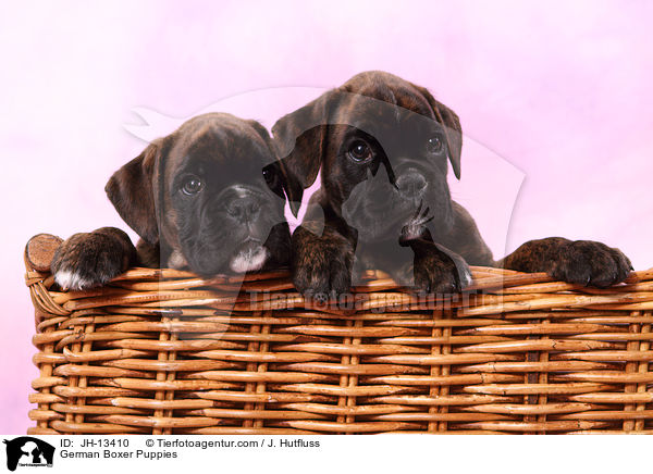 Deutscher Boxer Welpen / German Boxer Puppies / JH-13410