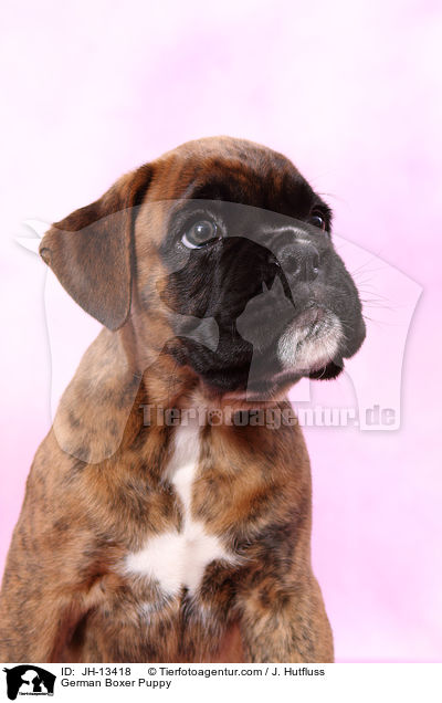 Deutscher Boxer Welpe / German Boxer Puppy / JH-13418