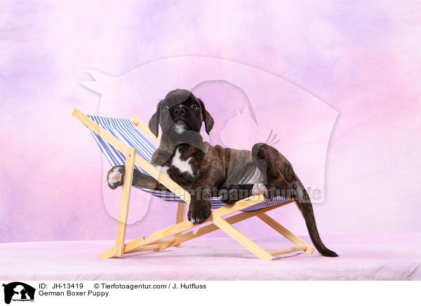 Deutscher Boxer Welpe / German Boxer Puppy / JH-13419