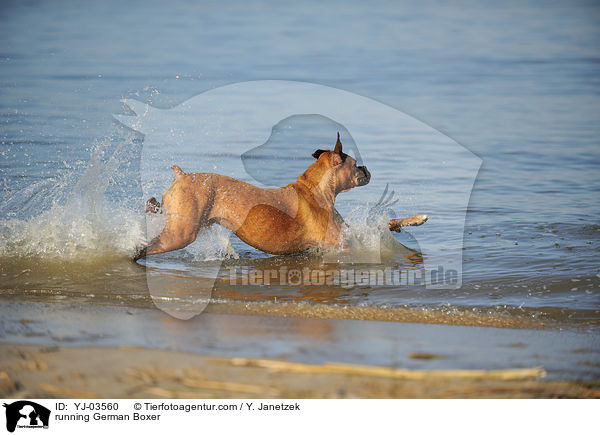 rennender Deutscher Boxer / running German Boxer / YJ-03560
