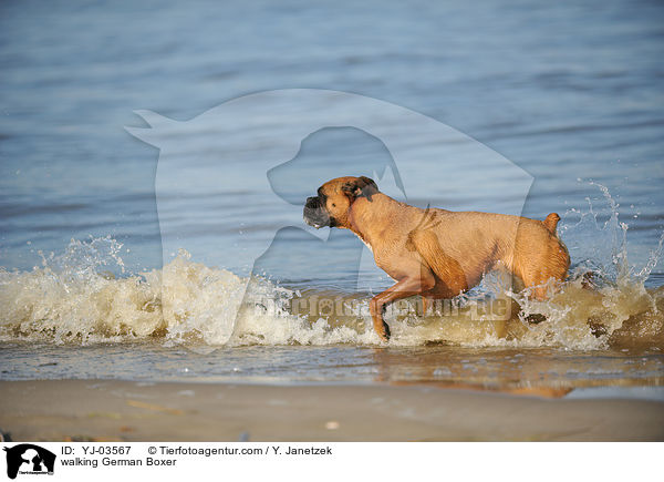 laufender Deutscher Boxer / walking German Boxer / YJ-03567
