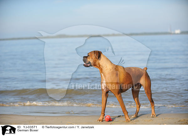 Deutscher Boxer / German Boxer / YJ-03571
