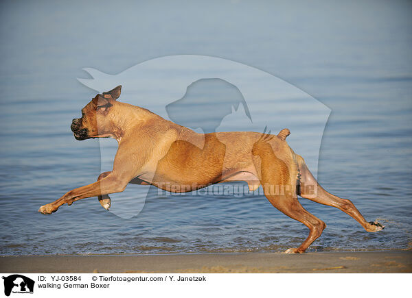 laufender Deutscher Boxer / walking German Boxer / YJ-03584