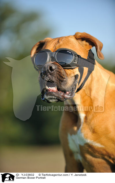 Deutscher Boxer Portrait / German Boxer Portrait / YJ-03602