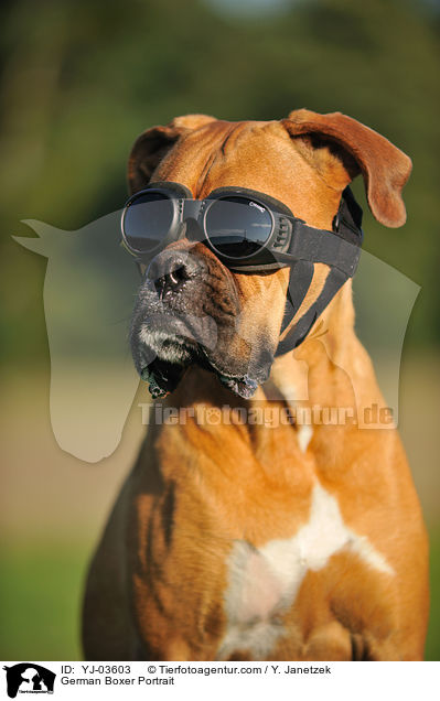 Deutscher Boxer Portrait / German Boxer Portrait / YJ-03603