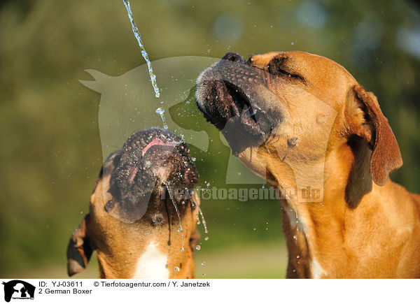 2 Deutsche Boxer / 2 German Boxer / YJ-03611