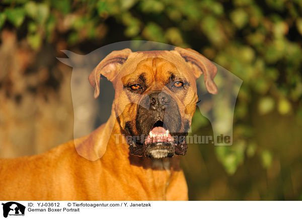 Deutscher Boxer Portrait / German Boxer Portrait / YJ-03612