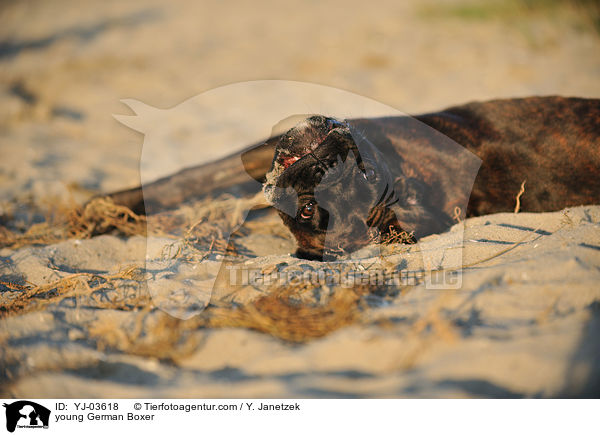 junger Deutscher Boxer / young German Boxer / YJ-03618