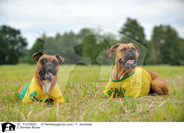 2 Deutsche Boxer / 2 German Boxer / YJ-03623