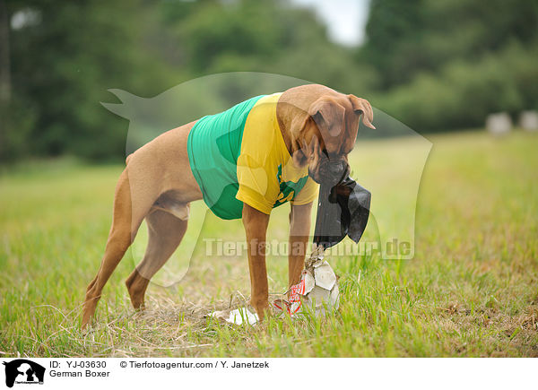 Deutscher Boxer / German Boxer / YJ-03630