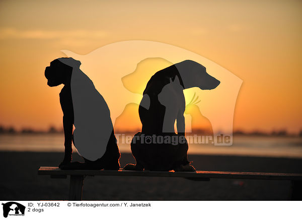 2 Hunde / 2 dogs / YJ-03642