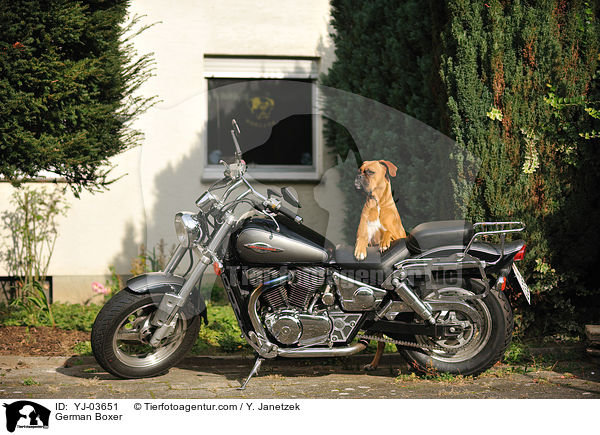 Deutscher Boxer / German Boxer / YJ-03651