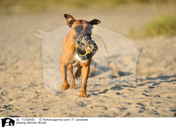 spielender Deutscher Boxer / playing German Boxer / YJ-03652