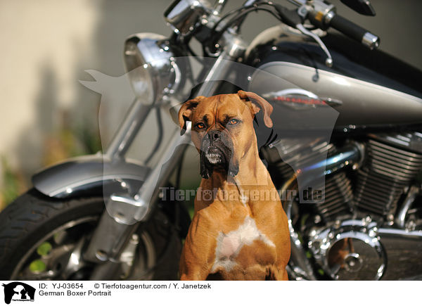 Deutscher Boxer Portrait / German Boxer Portrait / YJ-03654