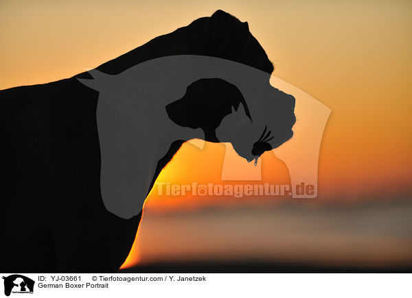 Deutscher Boxer Portrait / German Boxer Portrait / YJ-03661