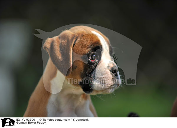 Deutscher Boxer Welpe / German Boxer Puppy / YJ-03690