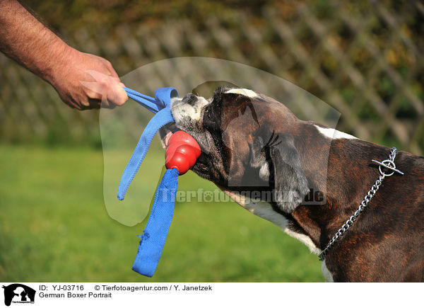 Deutscher Boxer Portrait / German Boxer Portrait / YJ-03716