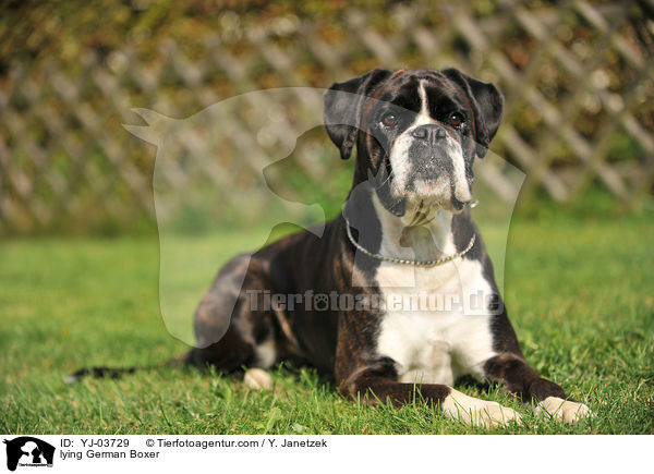 liegender Deutscher Boxer / lying German Boxer / YJ-03729