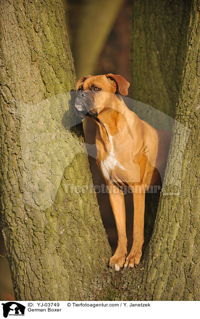Deutscher Boxer / German Boxer / YJ-03749