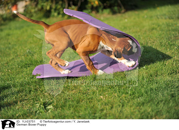 Deutscher Boxer Welpe / German Boxer Puppy / YJ-03751