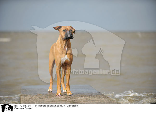 Deutscher Boxer / German Boxer / YJ-03764