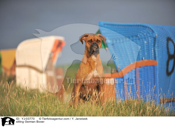 sitzender Deutscher Boxer / sitting German Boxer / YJ-03770