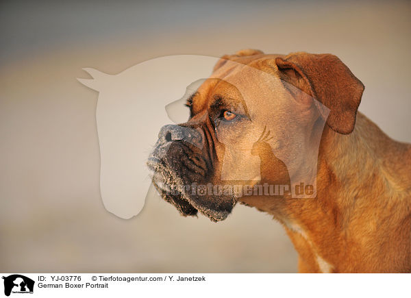 Deutscher Boxer Portrait / German Boxer Portrait / YJ-03776