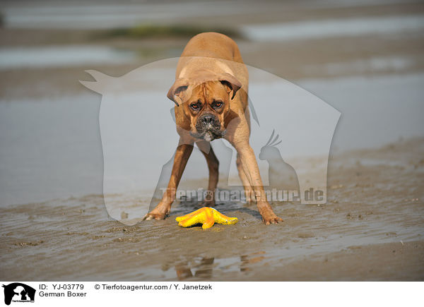 Deutscher Boxer / German Boxer / YJ-03779