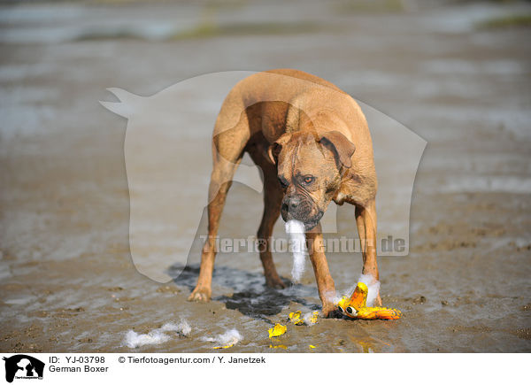 Deutscher Boxer / German Boxer / YJ-03798