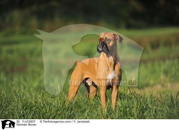 Deutscher Boxer / German Boxer / YJ-03807