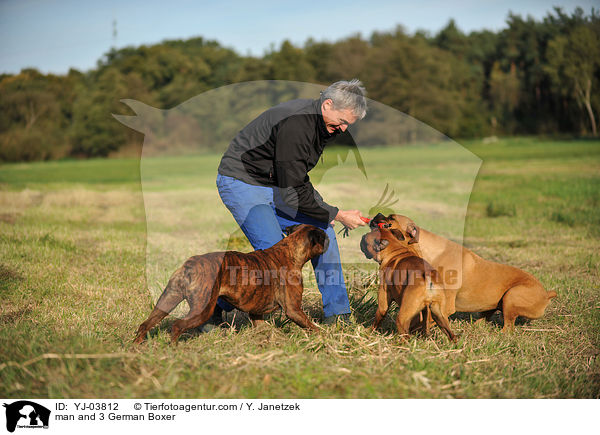 Mann und 3 Deutsche Boxer / man and 3 German Boxer / YJ-03812