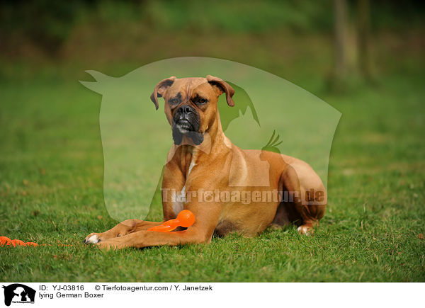 liegender Deutscher Boxer / lying German Boxer / YJ-03816