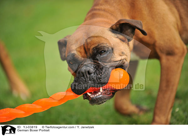 Deutscher Boxer Portrait / German Boxer Portrait / YJ-03819