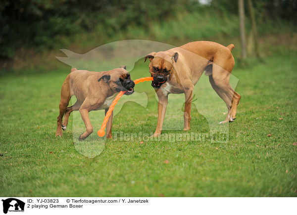 2 spielende Deutsche Boxer / 2 playing German Boxer / YJ-03823