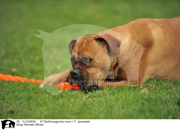 liegender Deutscher Boxer / lying German Boxer / YJ-03828