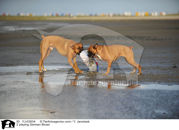 2 spielende Deutsche Boxer / 2 playing German Boxer / YJ-03834