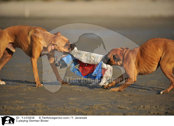 2 spielende Deutsche Boxer / 2 playing German Boxer / YJ-03838