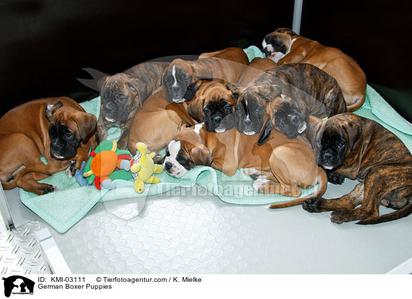 Deutsche Boxer Welpen / German Boxer Puppies / KMI-03111