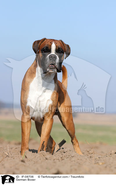 Deutscher Boxer / German Boxer / IF-08706