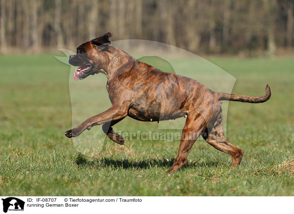 rennender Deutscher Boxer / running German Boxer / IF-08707