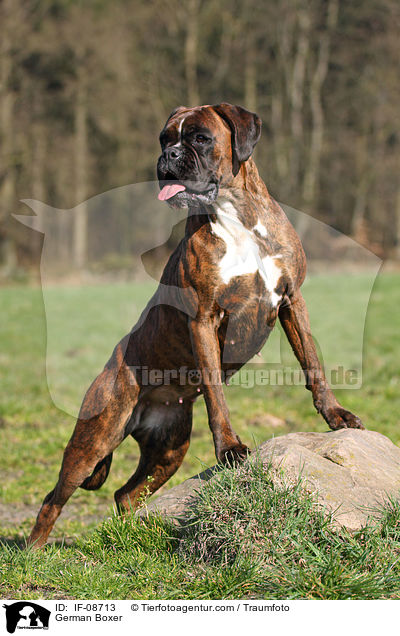 Deutscher Boxer / German Boxer / IF-08713