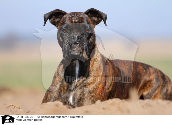 liegender Deutscher Boxer / lying German Boxer / IF-08720