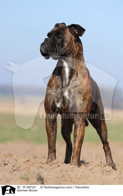 Deutscher Boxer / German Boxer / IF-08723