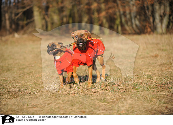spielende Deutscher Boxe / playing German Boxer / YJ-04335