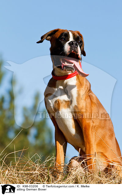 sitzender Deutscher Boxer / sitting German Boxer / KMI-03206