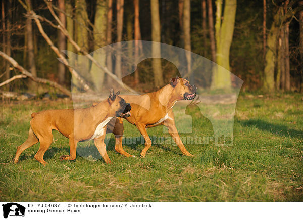 rennende Deutsche Boxer / running German Boxer / YJ-04637